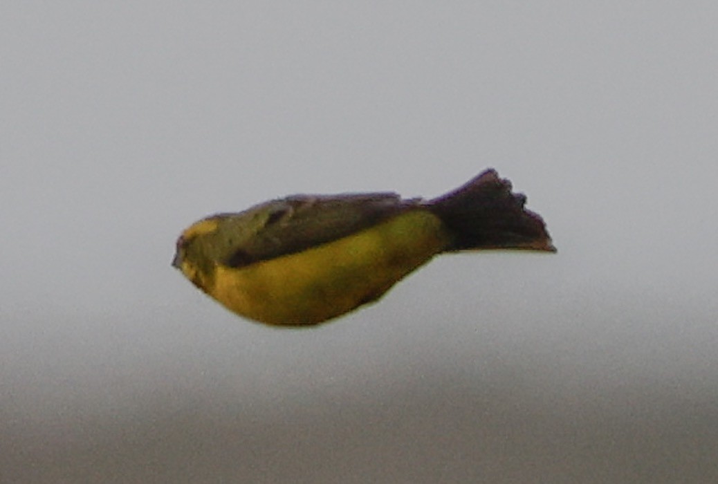 Yellow Canary - ML619239590