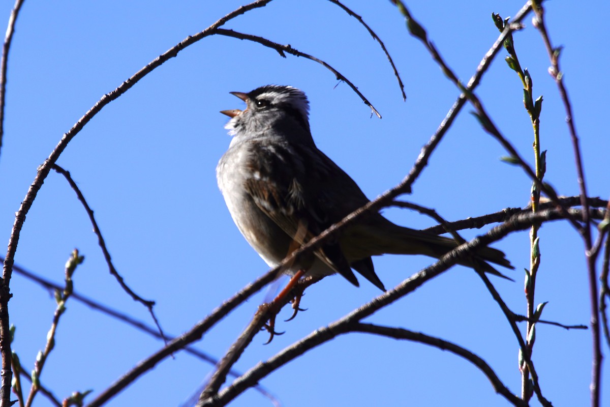 White-crowned Sparrow - Alexander Lange