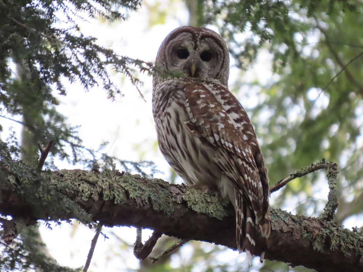 Barred Owl - Kim Clark