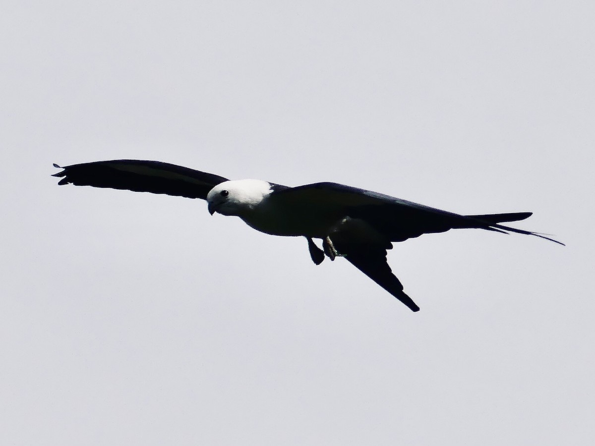 Swallow-tailed Kite - Eileen Cole