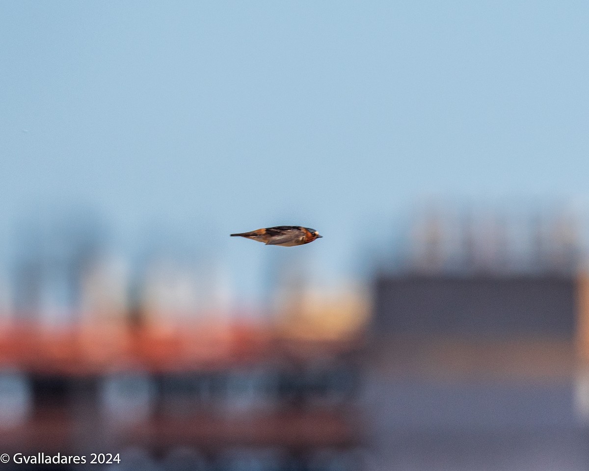 Cliff Swallow - ML619239606