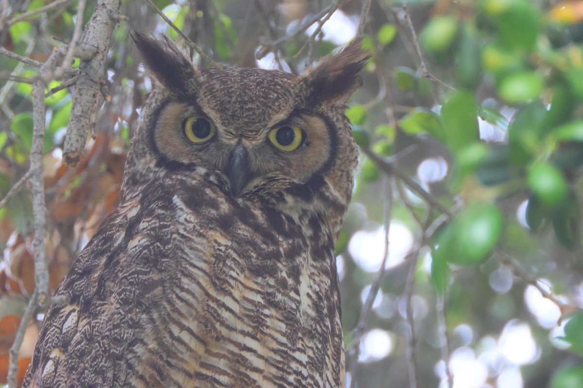 Great Horned Owl - Candace Austin