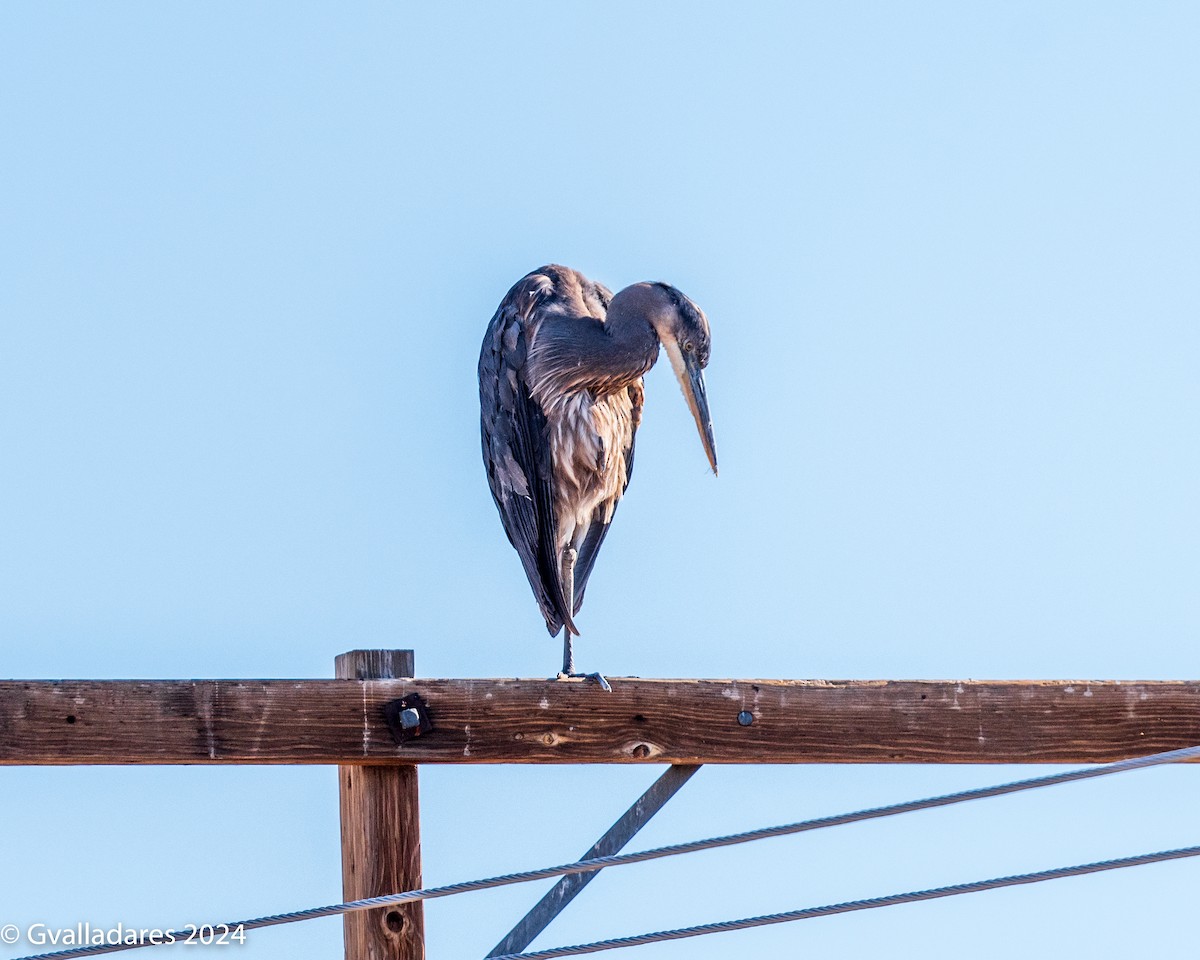 Great Blue Heron - ML619239611