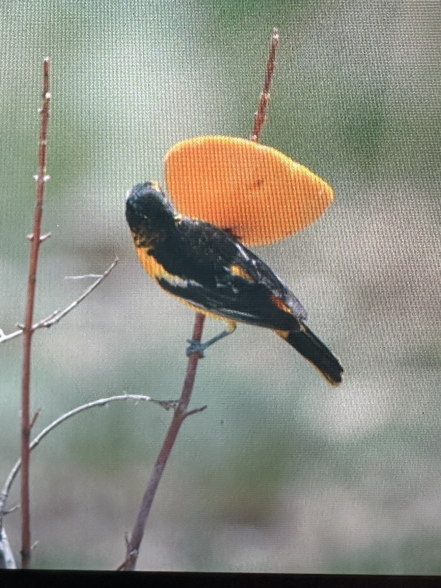 Bullock's x Baltimore Oriole (hybrid) - ML619239613