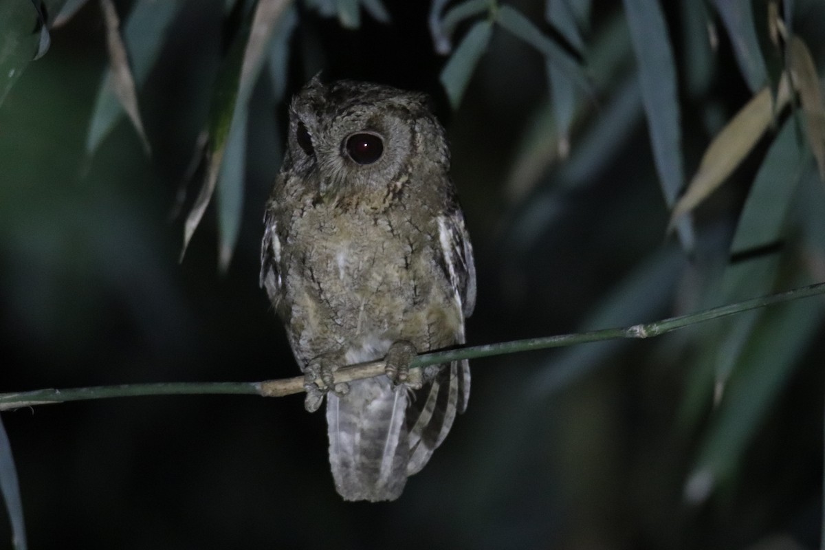 Collared Scops-Owl - Praveen H N