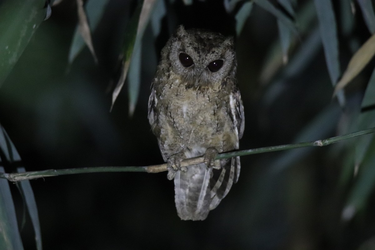 Collared Scops-Owl - Praveen H N