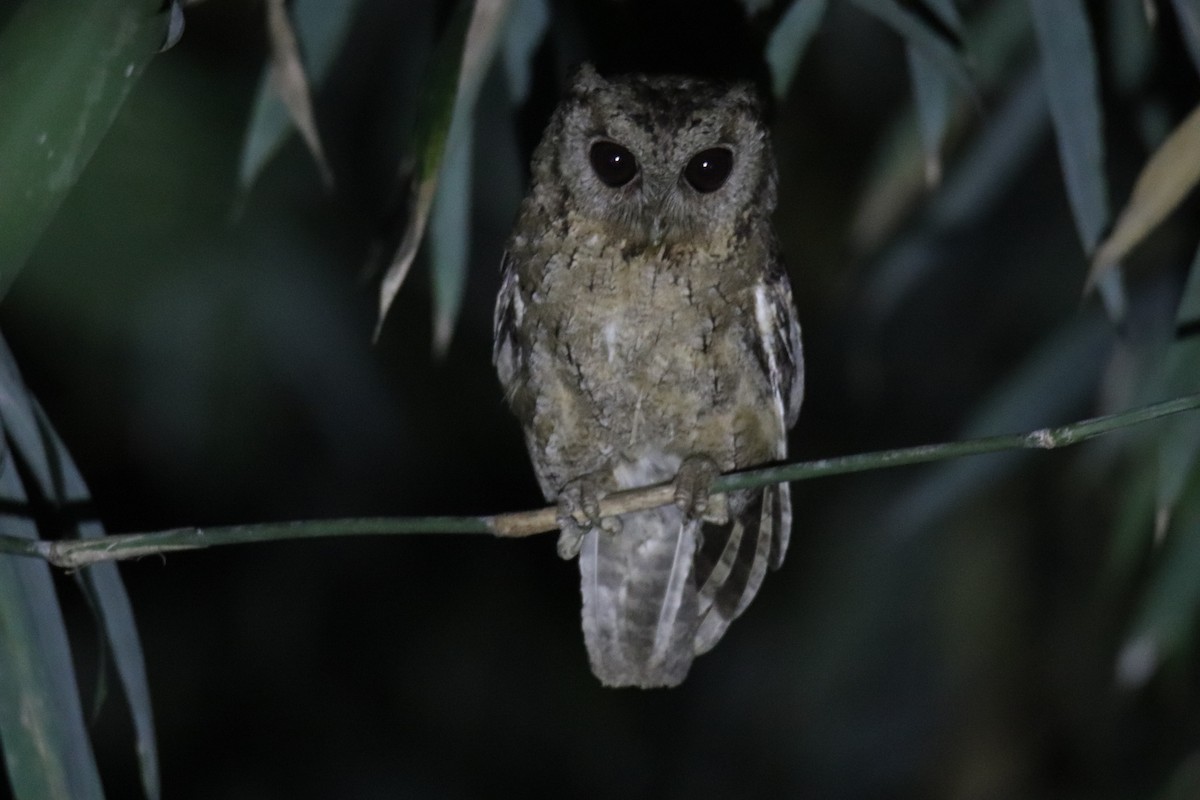 Collared Scops-Owl - Praveen H N