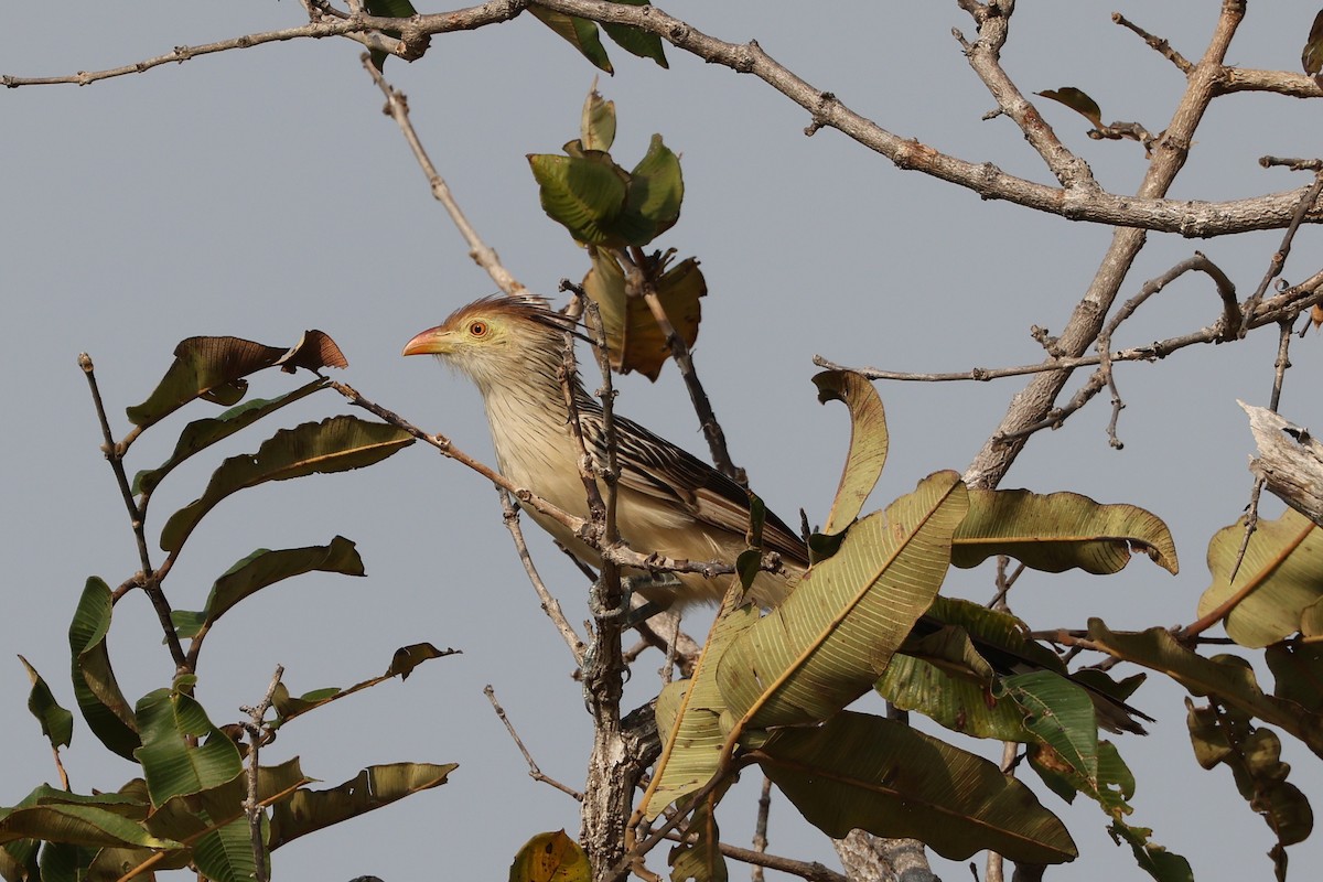 Guira Cuckoo - ML619239643