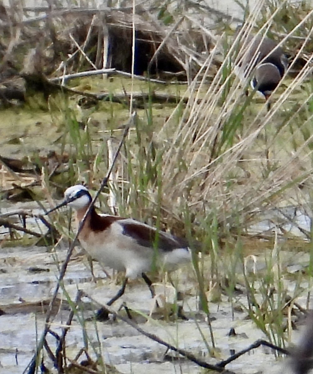 Wilson's Phalarope - Kisa Weeman