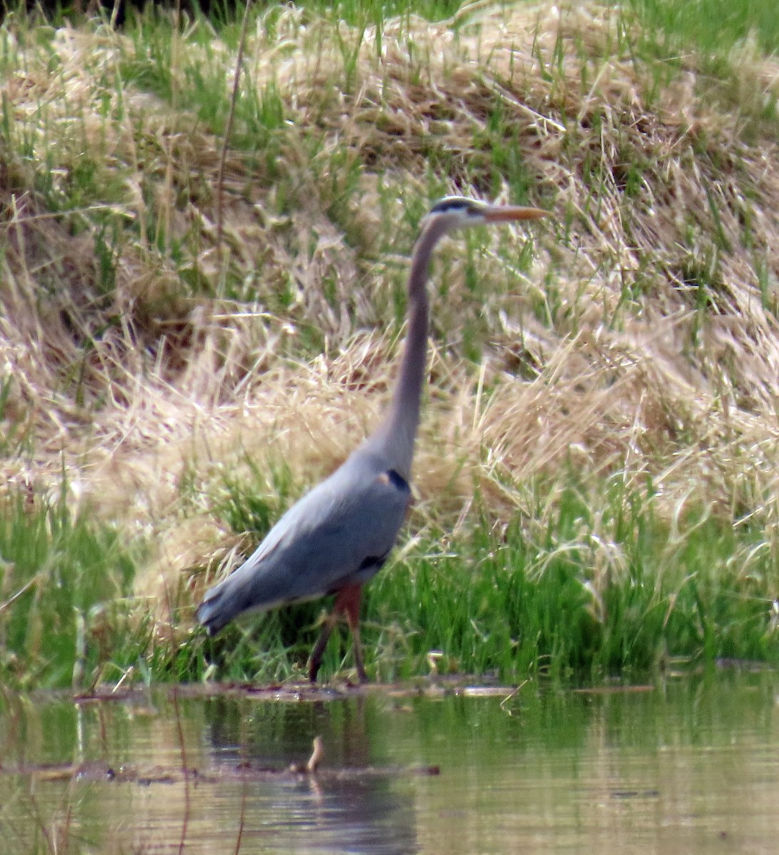 Great Blue Heron - JoAnn Potter Riggle 🦤