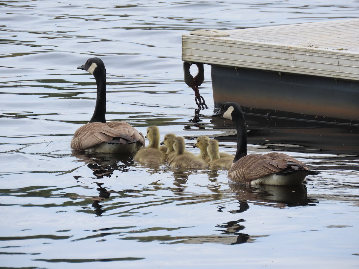 Canada Goose - Kim Clark