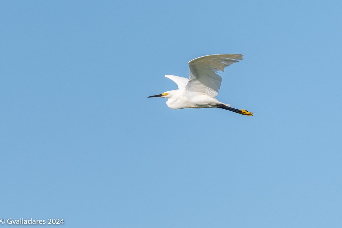 Snowy Egret - ML619239661