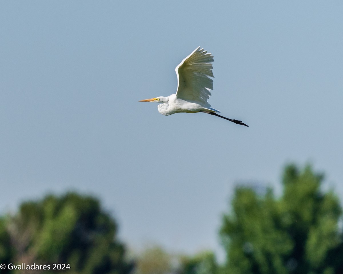 Great Egret - ML619239665