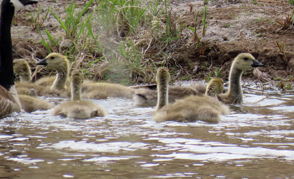 Canada Goose - ML619239672