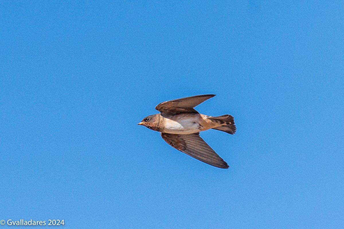 Cliff Swallow - ML619239699