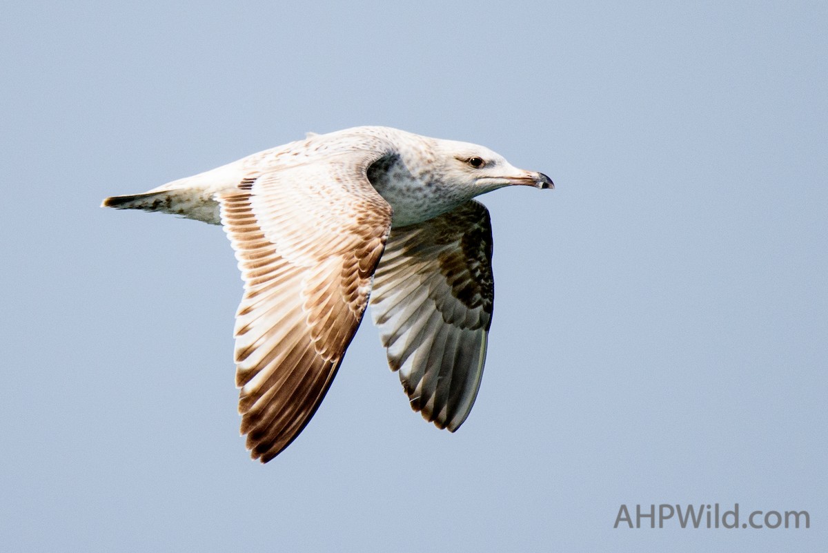 Gaviota de Kamchatka - ML61923971