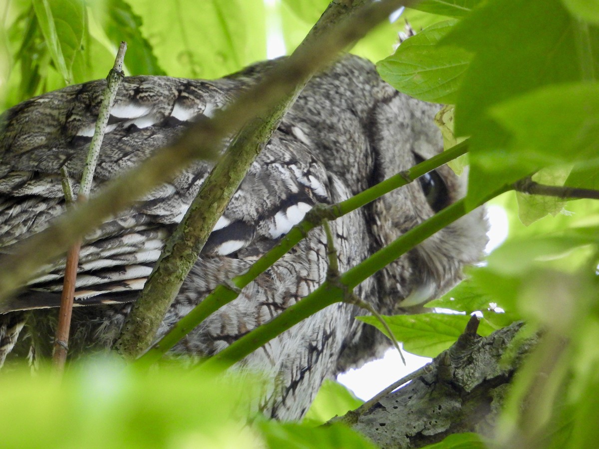 Eastern Screech-Owl - Kisa Weeman