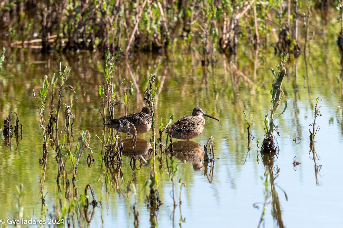 Long-billed Dowitcher - ML619239716