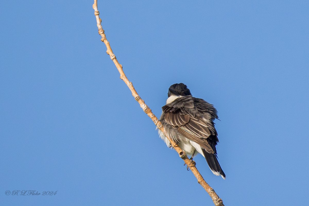 Eastern Kingbird - Rita Flohr