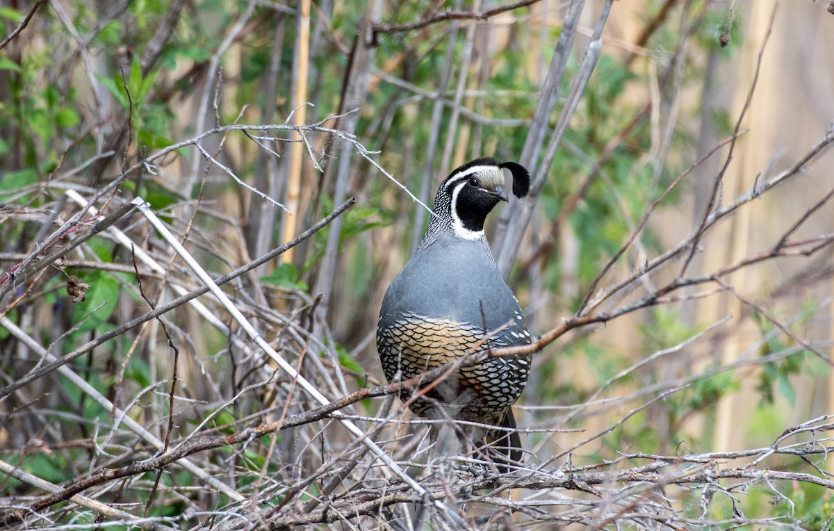 California Quail - Chris McDonald