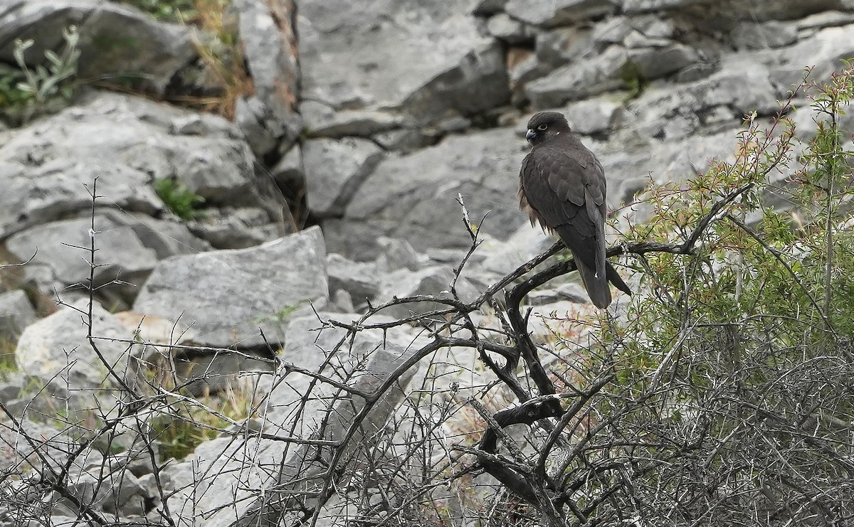 Eleonora's Falcon - Guillermo Rodríguez