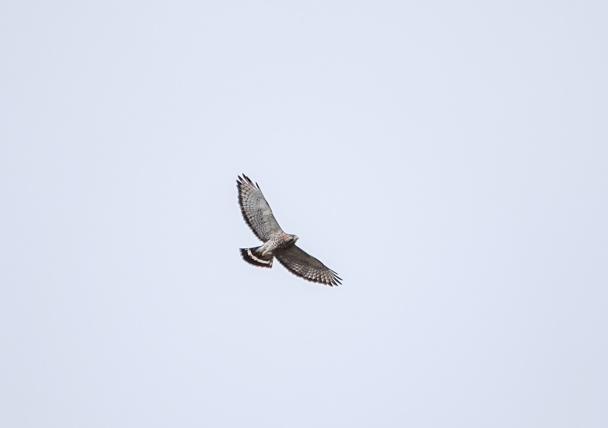 Broad-winged Hawk - Patsy Skene