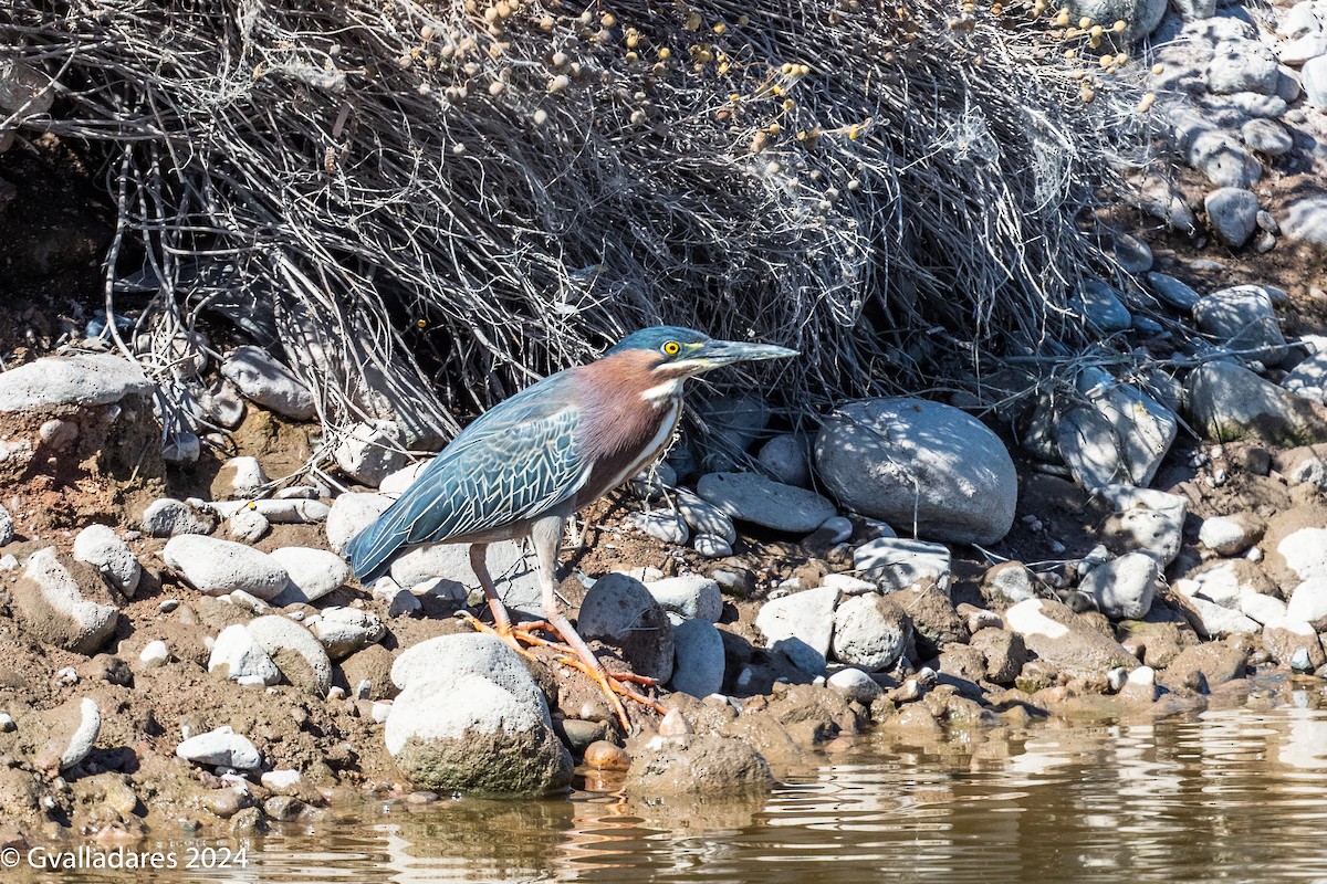 Green Heron - ML619239737