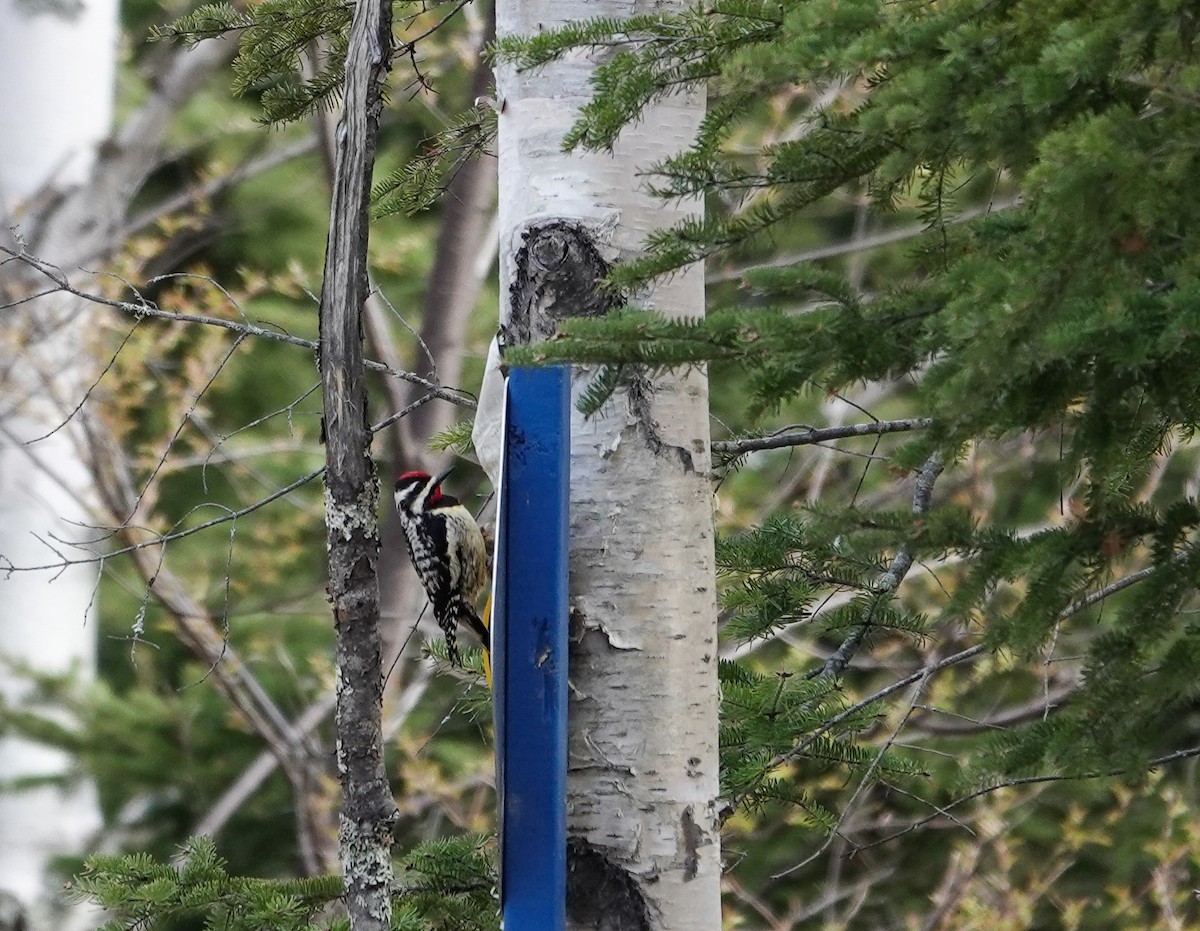 Yellow-bellied Sapsucker - Patsy Skene