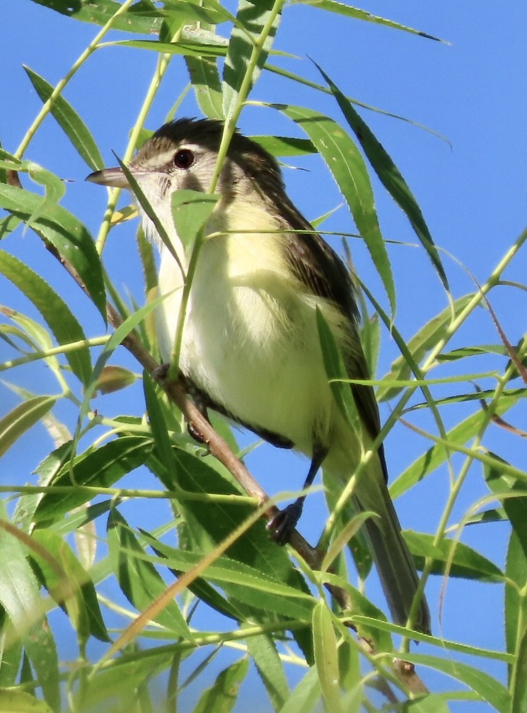 Bell's Vireo - Micky Louis