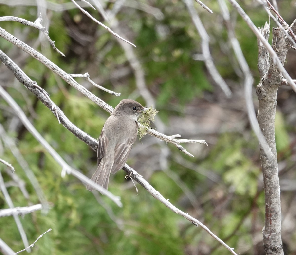 Eastern Phoebe - Patsy Skene