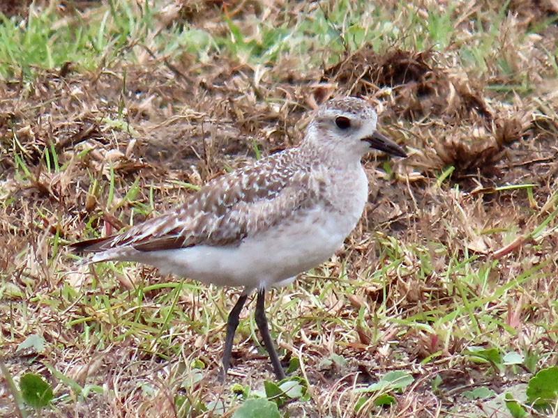 Black-bellied Plover - Karen Lebing