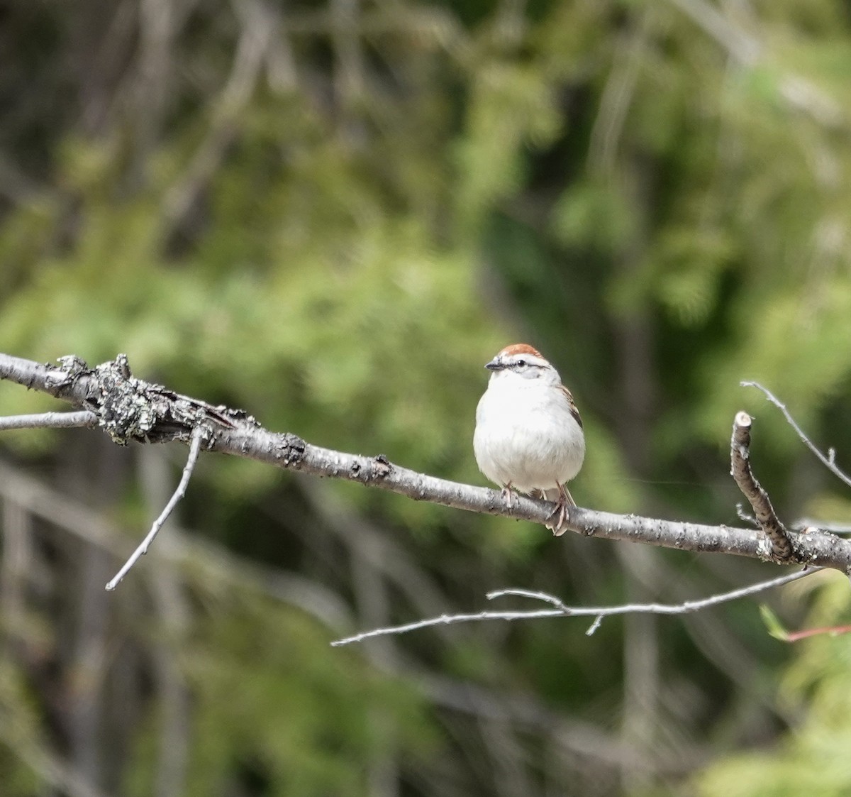 Chipping Sparrow - Patsy Skene