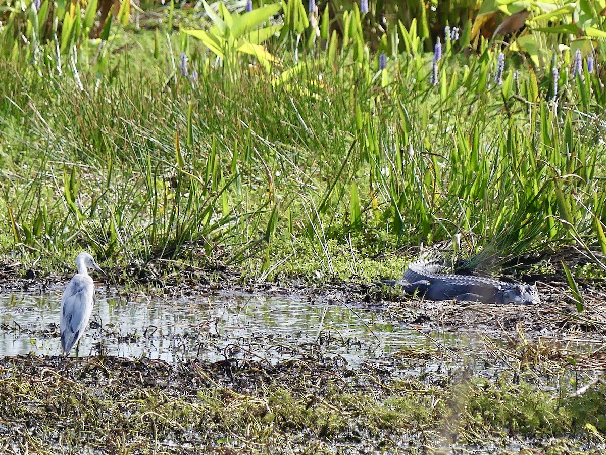 Little Blue Heron - Eileen Cole