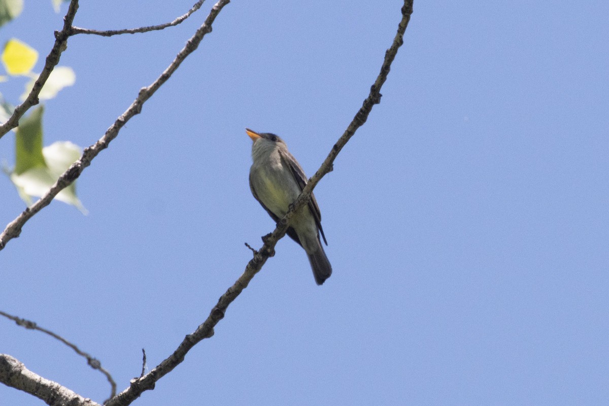 Eastern Wood-Pewee - ML619239770