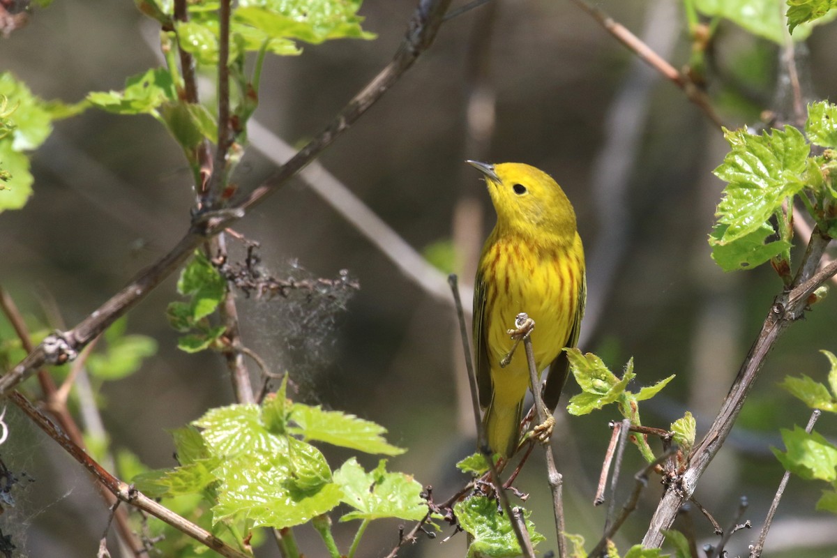 Yellow Warbler - Dan Orr