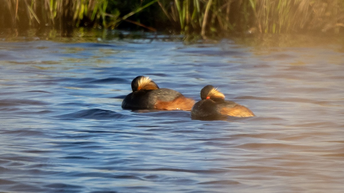 Eared Grebe - ML619239778