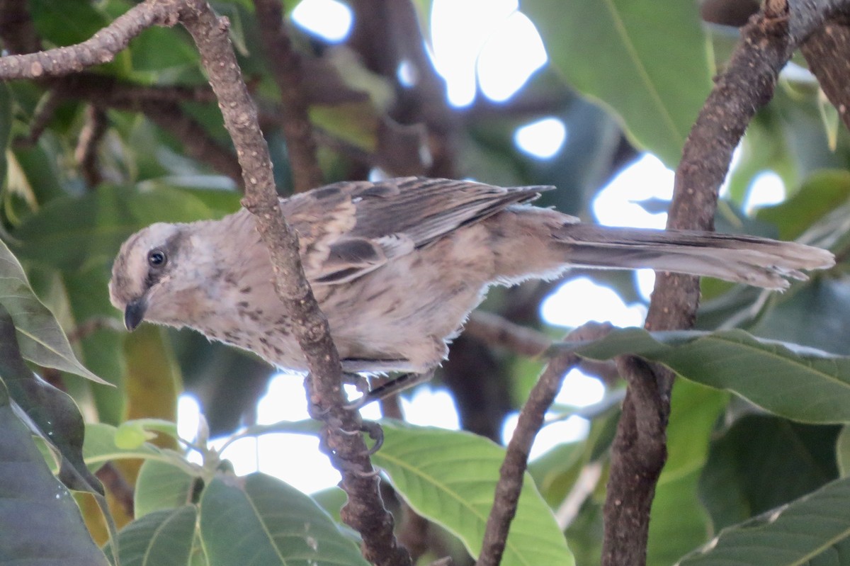 Chalk-browed Mockingbird - Berenice Alves