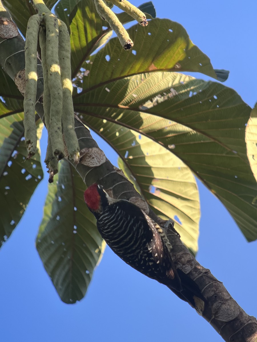 Black-cheeked Woodpecker - Brenda Sánchez