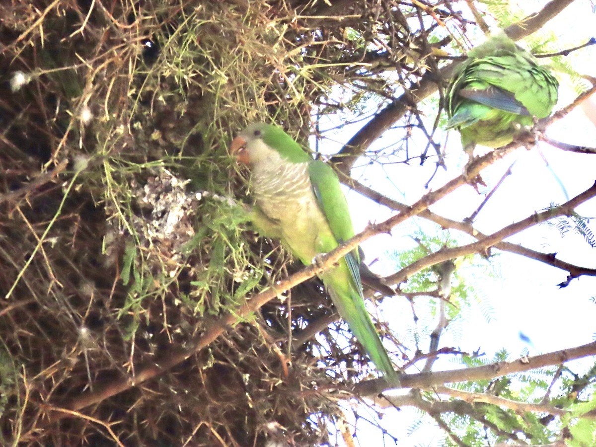 Monk Parakeet - Roy Howard