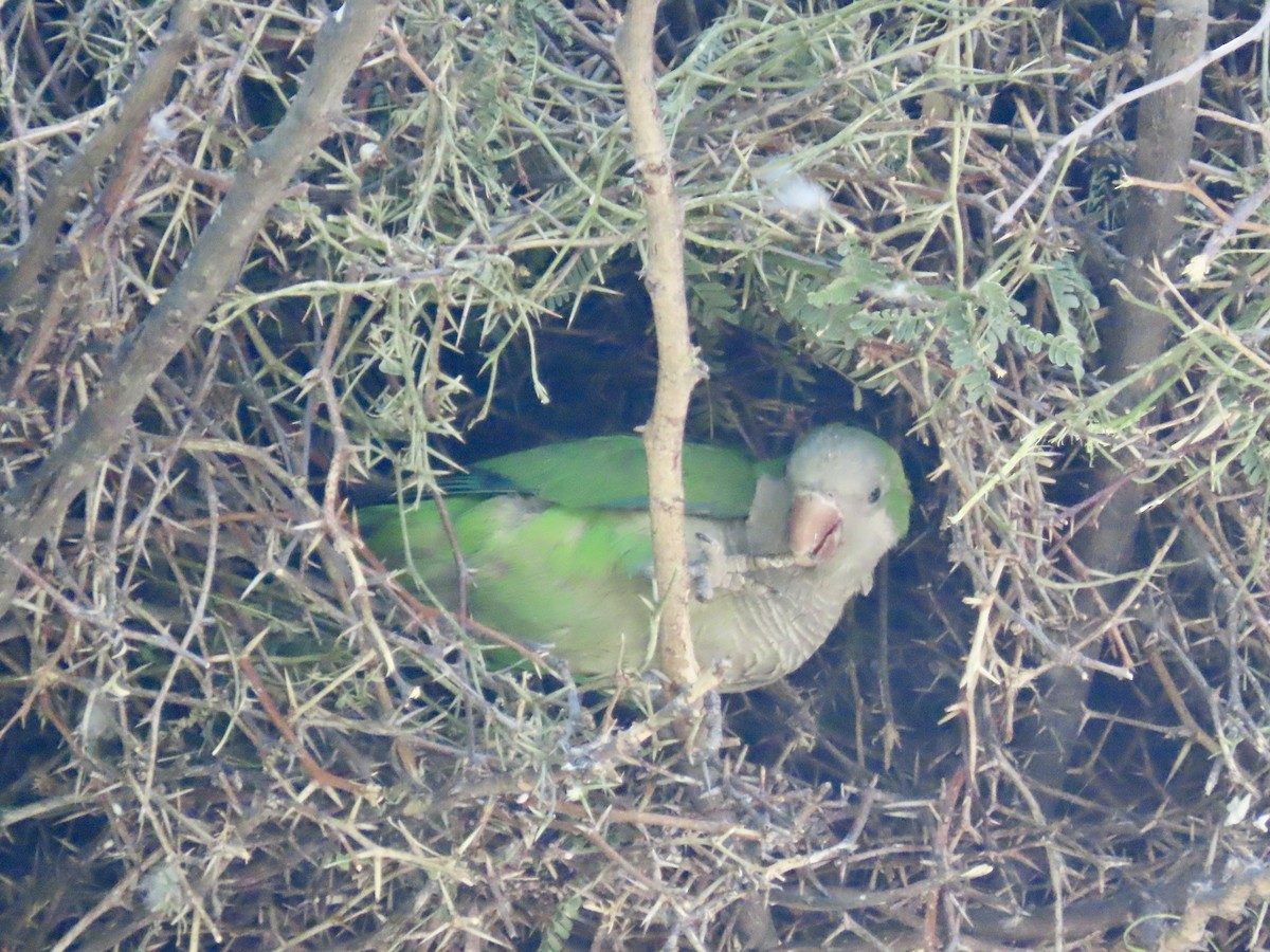 Monk Parakeet - Roy Howard