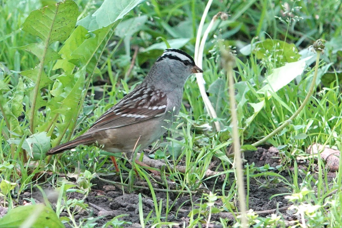 White-crowned Sparrow - Jack Scott