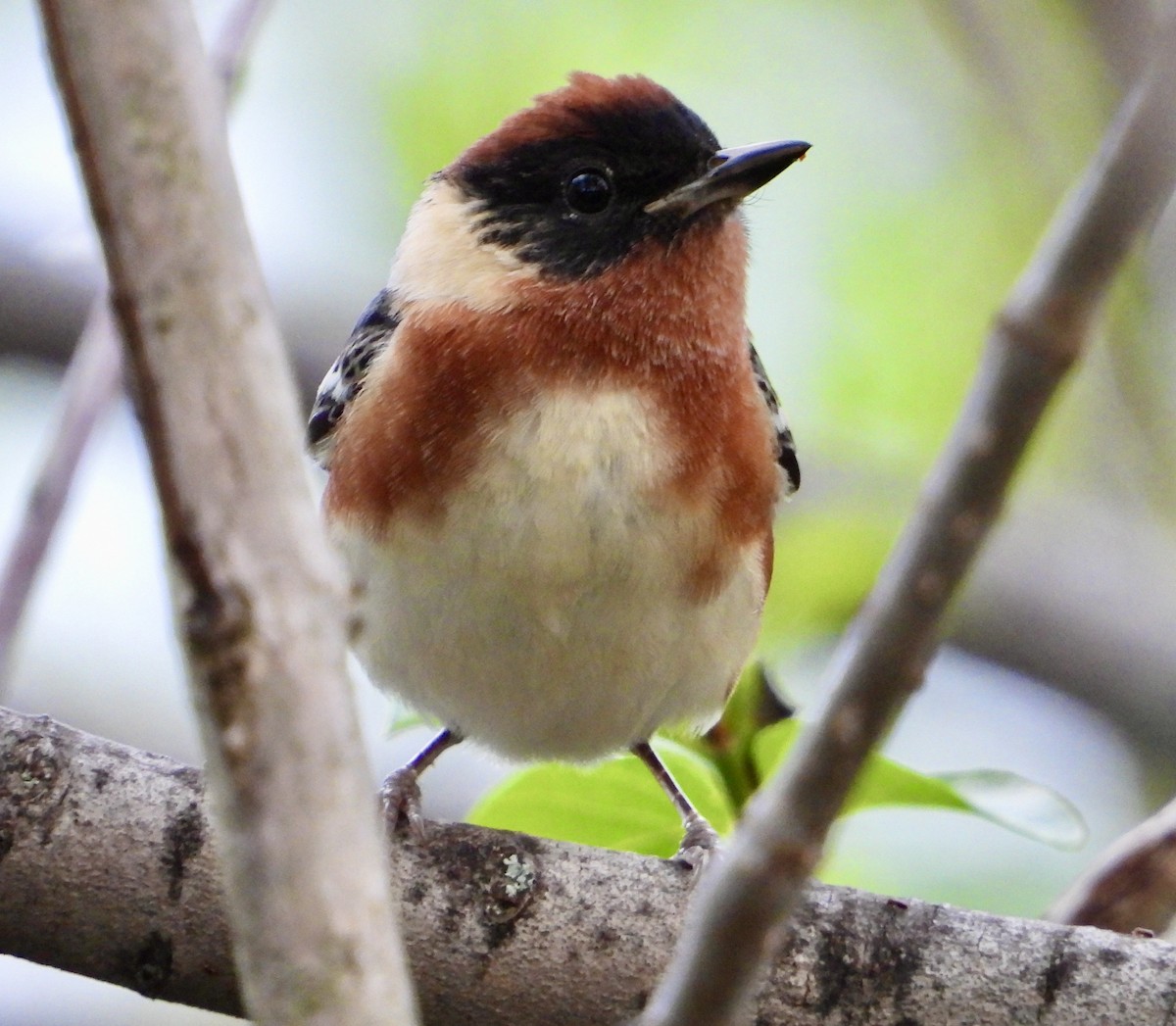 Bay-breasted Warbler - Kisa Weeman