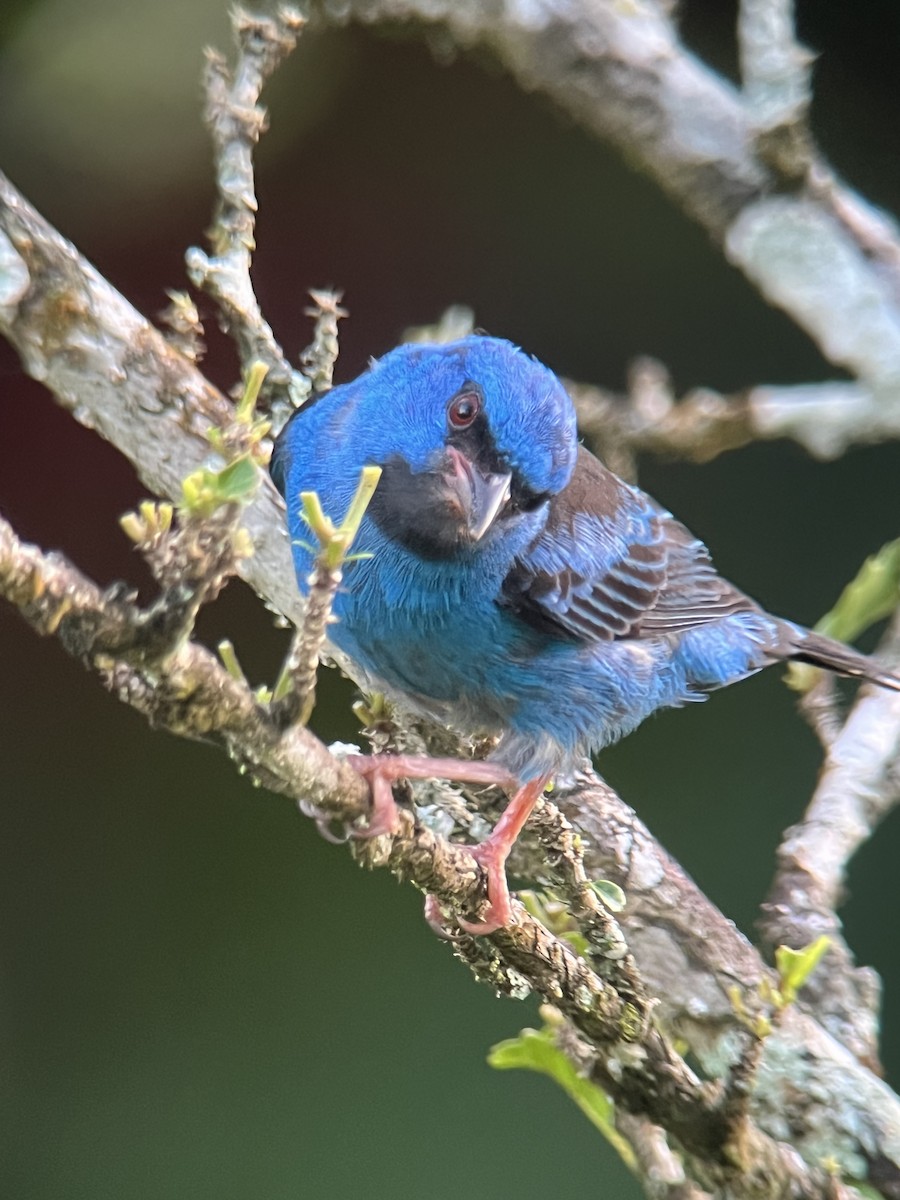 Blue Dacnis - Brenda Sánchez