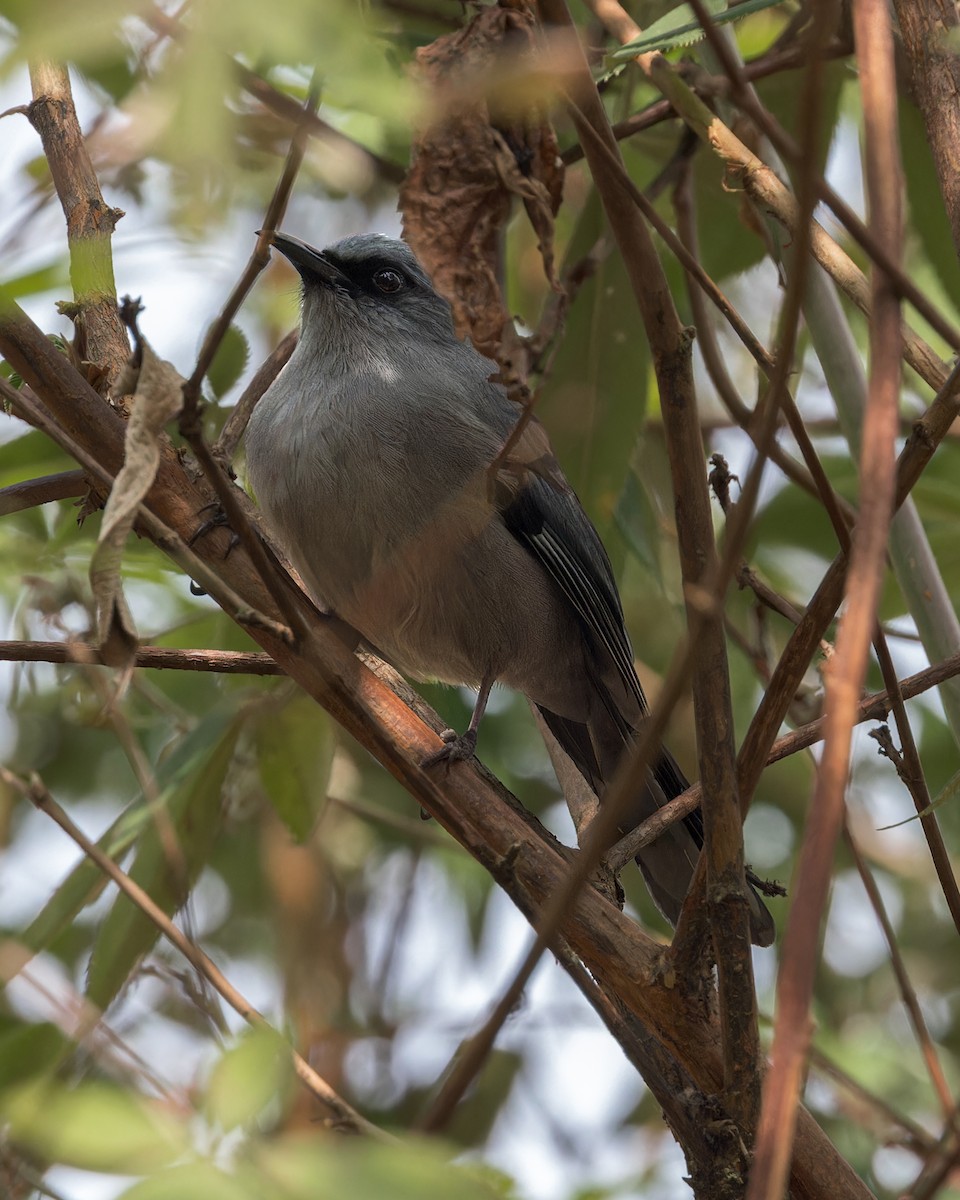 Long-tailed Sibia - Ma Yan Bryant