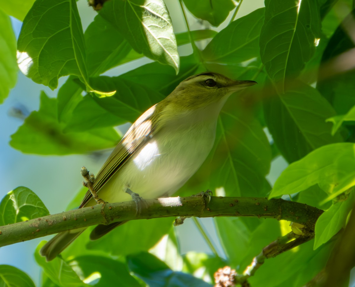 Vireo Ojirrojo - ML619239847