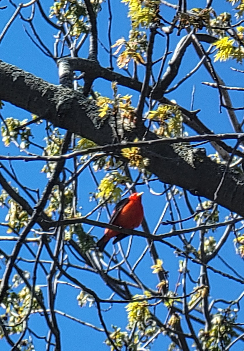 Scarlet Tanager - Louise Pelletier