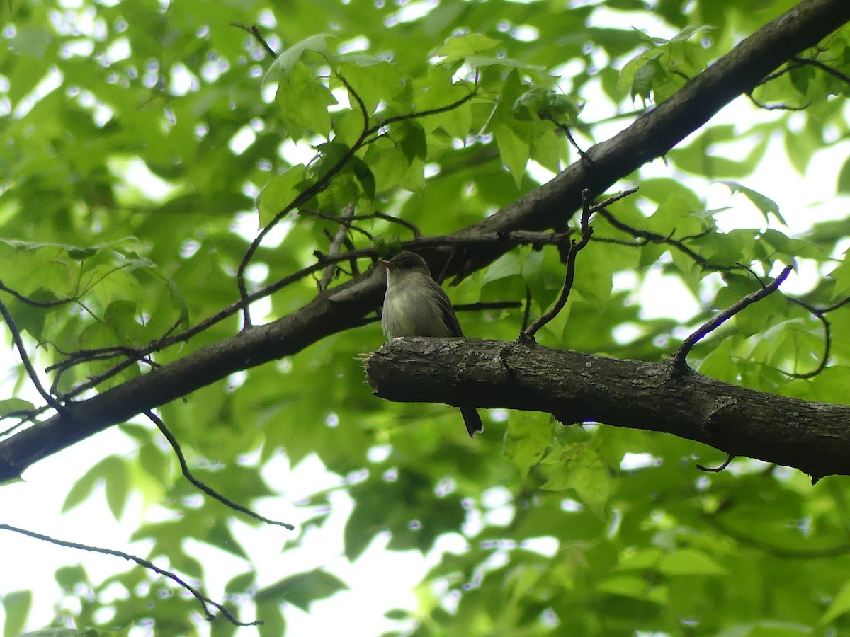 Eastern Wood-Pewee - ML619239882