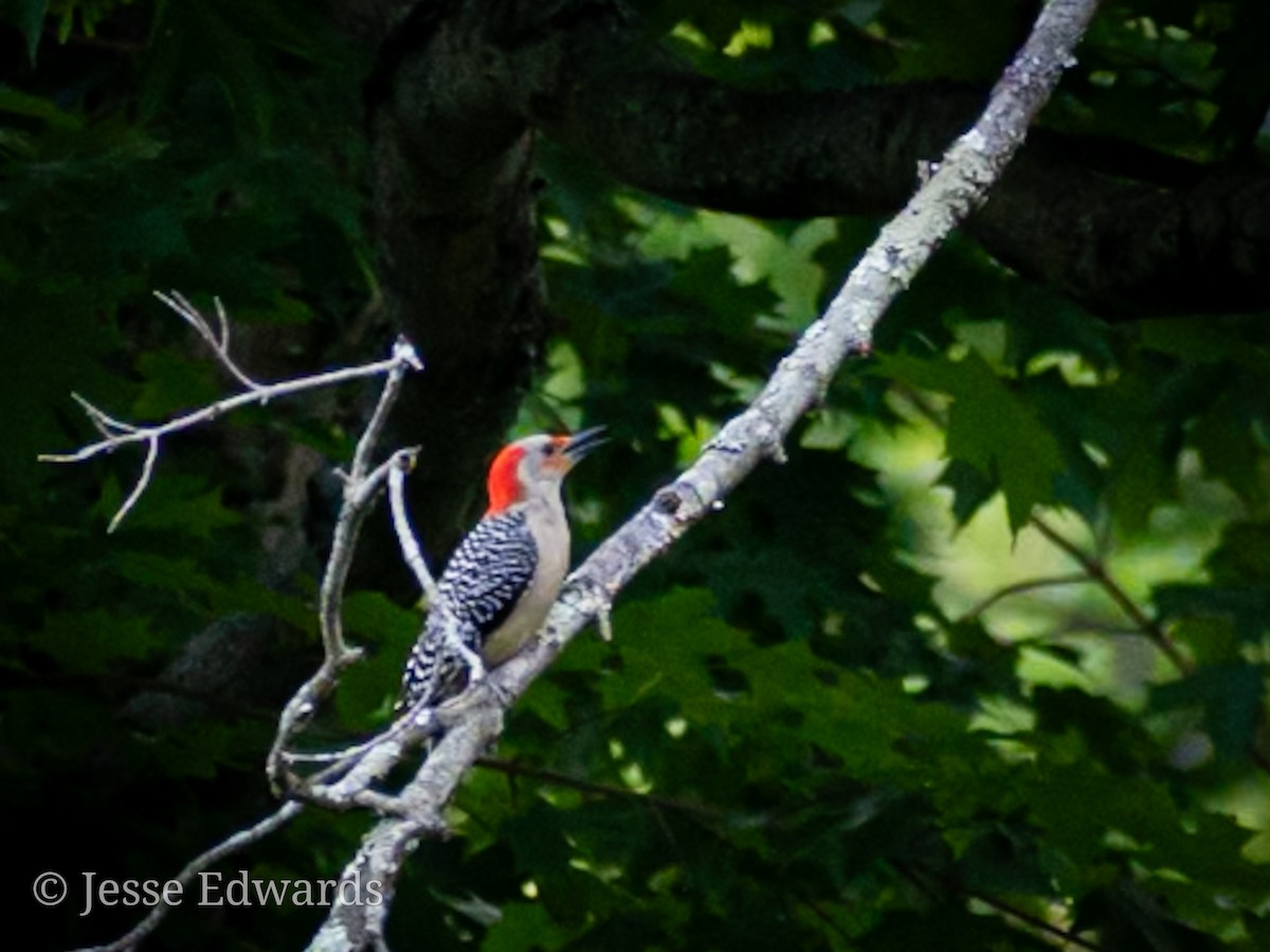 Red-bellied Woodpecker - ML619239886