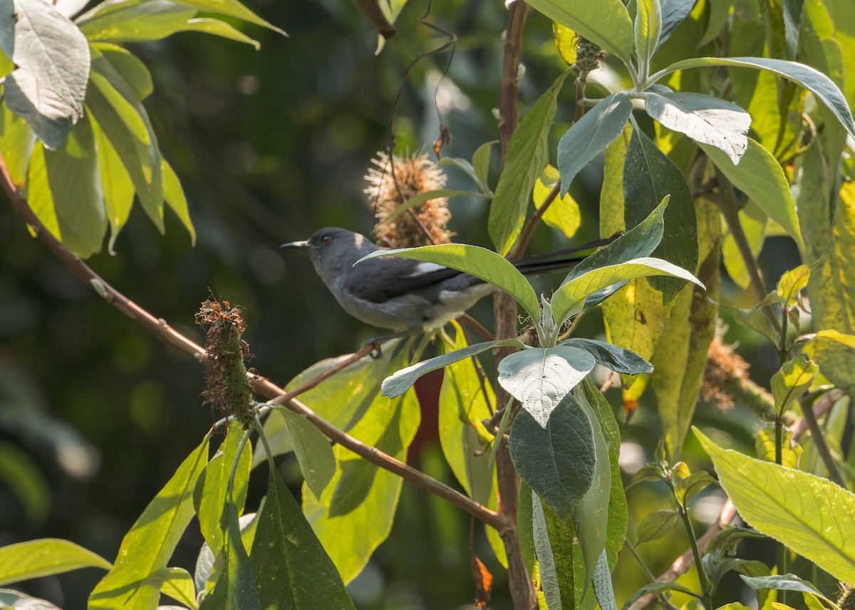 Long-tailed Sibia - Ma Yan Bryant