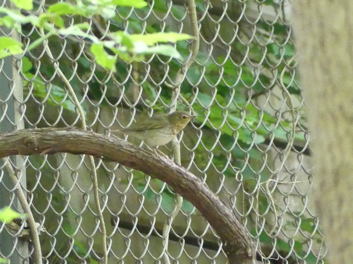 Swainson's Thrush - ML619239902